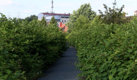 biała, wał, zarośla